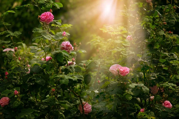 Blühende Rose Blume Fabelhaften Garten Auf Geheimnisvolle Märchen Frühling Oder — Stockfoto