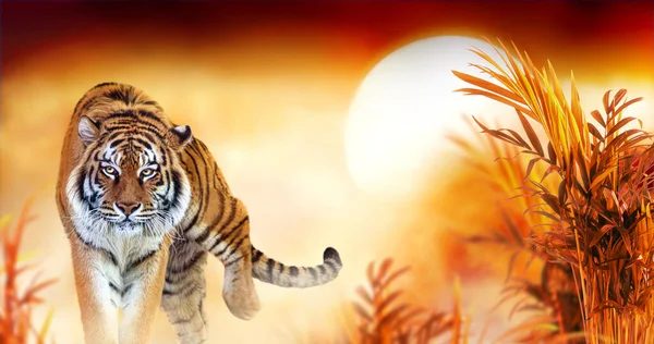 Tigre Puesta Sol Fantasía Selvas Con Palmeras Pancarta Exótica Fondo —  Fotos de Stock