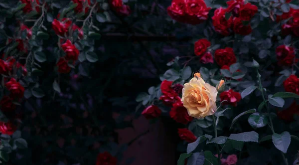 Цветущие Желтые Красные Розовые Цветы Мистическом Саду Загадочном Сказочном Весеннем — стоковое фото