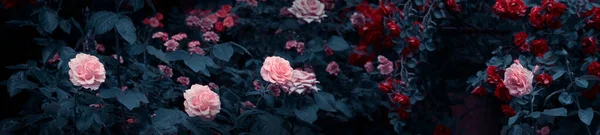 Fleurs Roses Roses Rouges Fleurs Dans Jardin Mystique Sur Fond — Photo