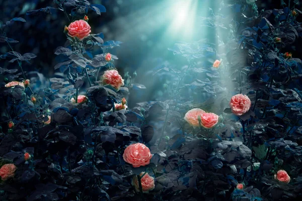灿烂的夜空中绽放着粉红的玫瑰 神秘的夜园 神秘的童话 春天或夏天的花朵背景 月光和光芒 奇幻迷人的大自然 梦幻的风景 — 图库照片
