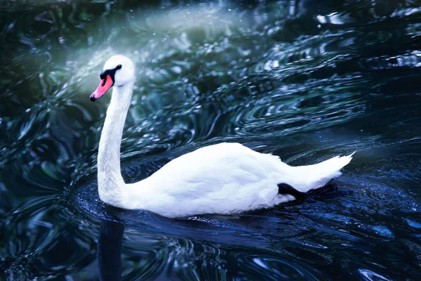 White Mute Swan Swims Fantasy Enchanted Blue Lake Mystical Fairy — Stock Photo, Image