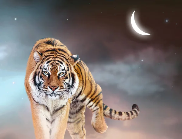 Фантастический Тигр Идущий Вперед Сказочном Волшебном Фоне Ночного Неба Сияющей — стоковое фото