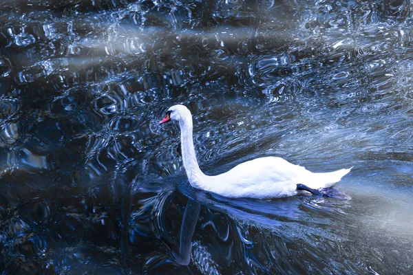 Bianco Cigno Muto Nuota Nella Fantasia Incantato Lago Blu Mistica Immagine Stock