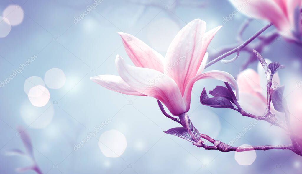 Blooming pink magnolia flower on fantasy mysterious blue background with shining glowing bokeh, fabulous spring fairy tale floral garden, amazing magnificent nature