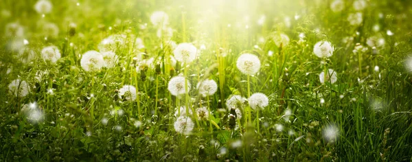 Campo Flores Dientes León Hierba Verde Limpia Fresca Rayos Sol — Foto de Stock