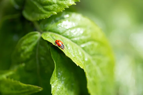 Coccinelle Assise Sur Une Feuille Verte Par Une Journée Ensoleillée — Photo