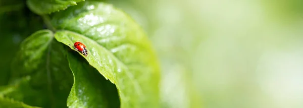 Coccinelle Assise Sur Une Feuille Verte Par Une Journée Ensoleillée — Photo