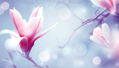 Magnolia çiçekleri fantezi havadar mavi arka plan, muhteşem bahar peri masalı çiçek bahçesi zarif çiçek açan pembe manolya ağacı bitkisi, muhteşem sanatsal doğa manzarası