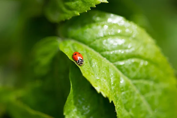 Coccinelle Assise Sur Une Feuille Verte Par Une Journée Ensoleillée — Photo