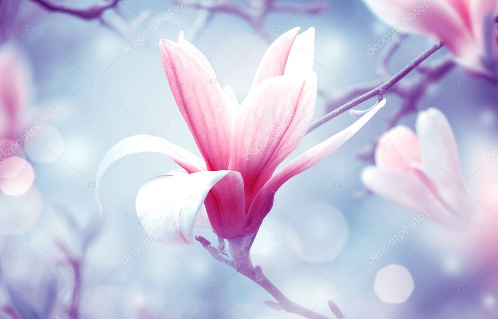 Magnolia flowers on fantasy mysterious airy blue background, fabulous spring fairy tale floral garden with elegant blooming pink magnoliaceae tree plant, amazing magnificent artistic nature landscape