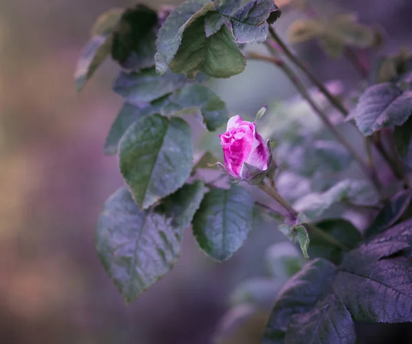 Kwiat Róży Pąk Bajecznej Letniej Bajki Kwiatowy Ogród Fantazja Tajemnicze — Zdjęcie stockowe