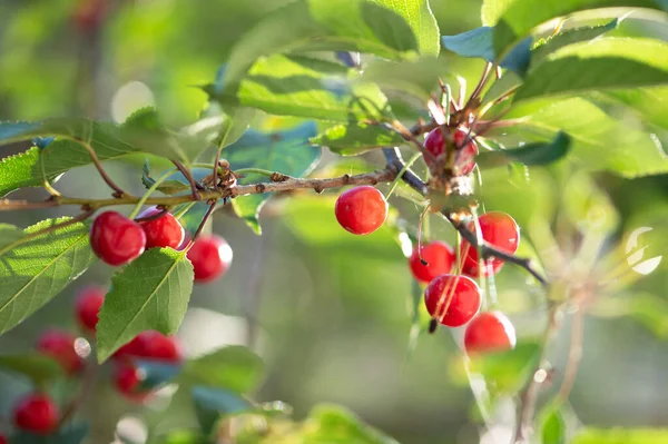 Cherries Branches Tree Juicy Green Leaves Red Sweet Ripe Berries — Stock Photo, Image