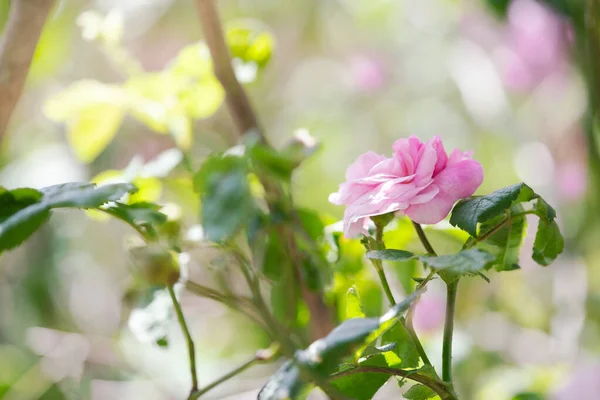 Rosa Rosa Fiore Nel Favoloso Giardino Fiorito Estivo Sfondo Misterioso — Foto Stock