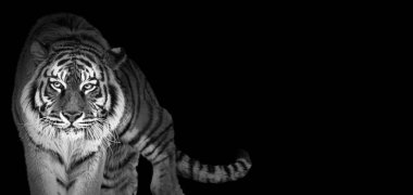 Siyah ve beyaz renkli kaplan portresi, Dünya vahşi yaşam günü konsepti, ileri yürüyen görkemli heybetli hayvan, Panthera Tigris ve boş fotokopi alanı arkaplan tonu