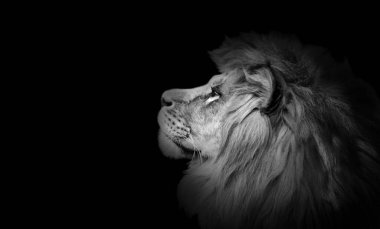 Siyah arka planda Afrika aslanı portresi, hayvanların muhteşem dramatik kralı, gururlu rüya Panthera Leo ileriye bakıyor. Siyah ve beyaz tonlarda fotokopi alanı olan sade tuş fotoğrafı.