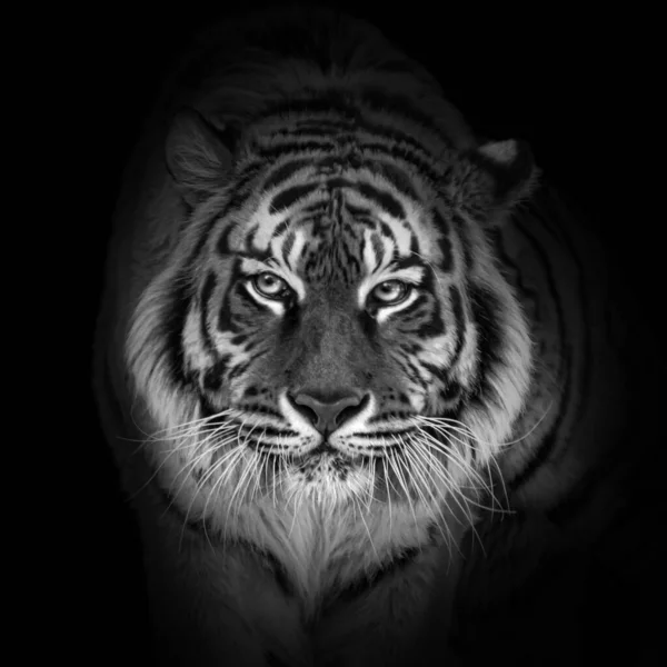 Tiger Portrait Close Black White Colors World Wildlife Day Concept — Stock Photo, Image