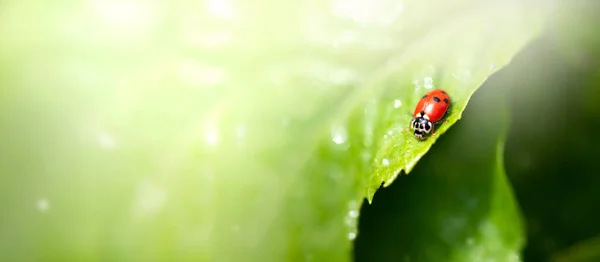 Mariquita Sentada Sobre Hoja Verde Soleado Día Primavera Verano Ambiente — Foto de Stock