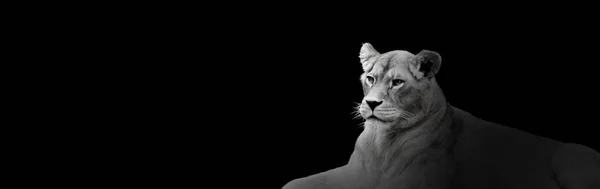 African Lion Portrait Black Background Spectacular Animal Selvagem Sombra Orgulhoso — Fotografia de Stock