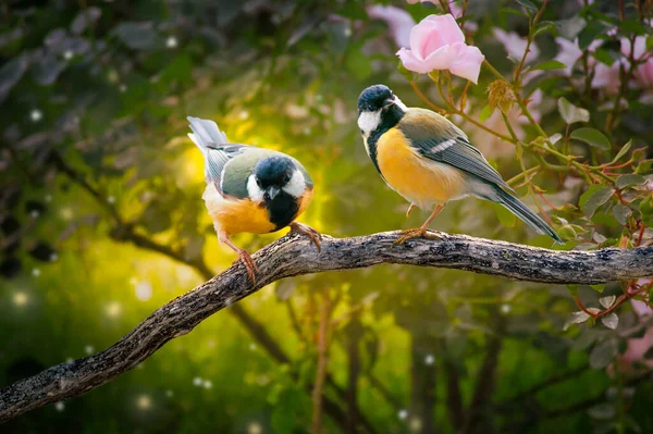 Fantasy Portrait Two Tit Birds Sitting Tree Branch Magical Enchanted — Stock Photo, Image
