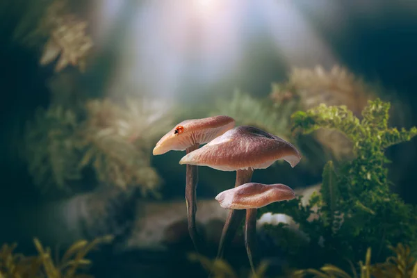 Fantazja Magiczne Grzyby Polana Biedronka Zaczarowanej Bajki Dreamy Elf Forest — Zdjęcie stockowe