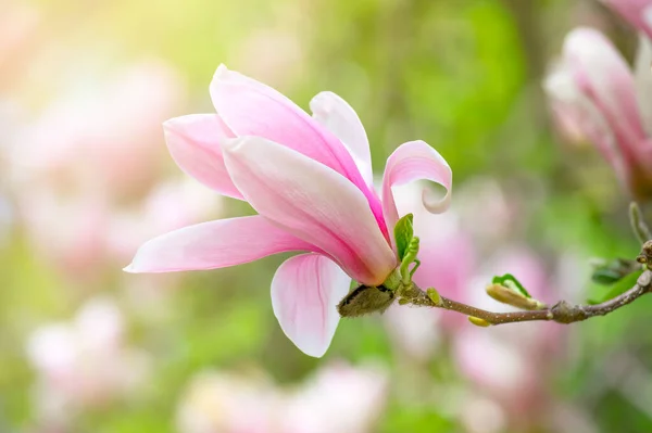 Magnolia Λουλούδι Κομψό Ροζ Πέταλα Ανθίζουν Την Άνοιξη Υπέροχο Καταπράσινο — Φωτογραφία Αρχείου