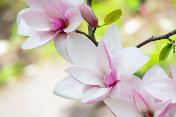 Magnolia Fleur Avec Élégants Pétales Roses Fleurissant Printemps Fabuleux Jardin — Photo