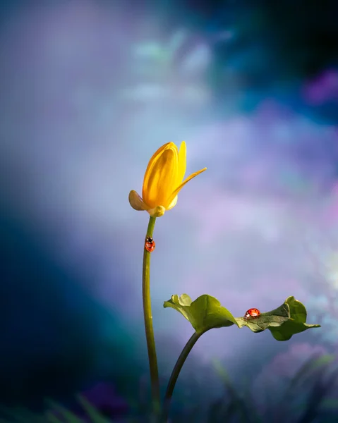 Fleur Jaune Coccinelles Dans Jardin Magique Fantasy Dans Une Forêt — Photo