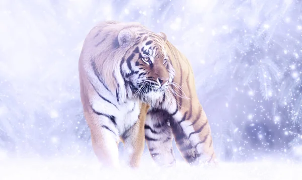 Тигр Сказочном Зимнем Фоне Снегопадами Снежинками Символ Китайского Нового 2022 — стоковое фото
