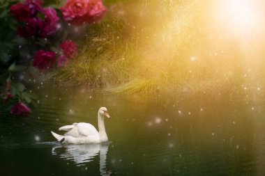 Gölde yüzen beyaz kuğu, büyüleyici büyülü peri masalı manzarası zarif bir kuş, peri masalı açan güller güneş ışınları ve huzur dolu bir sahne.