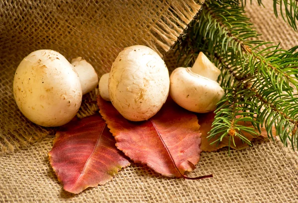 Champignon with autumn leaves and spruce branches — Stock Photo, Image