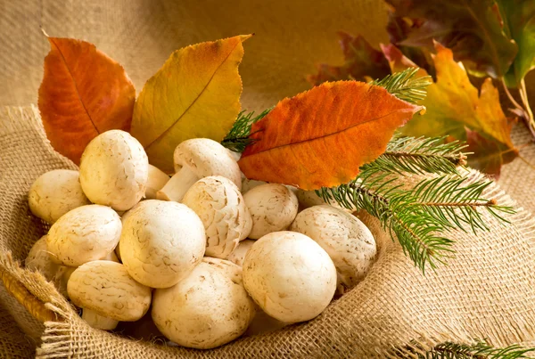 Champignon aux feuilles d'automne et branches d'épinette — Photo