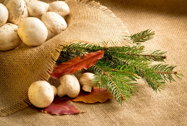 Champignon with autumn leaves and spruce branches — Stock Photo, Image