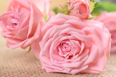 Çul üzerinde pembe güller