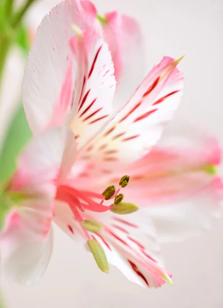 예술적 흐림 alstroemeria 꽃 꽃 배경. — 스톡 사진
