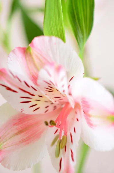 Kwiatowy tło z artystyczne rozmycie Alstremeria kwiaty. — Zdjęcie stockowe