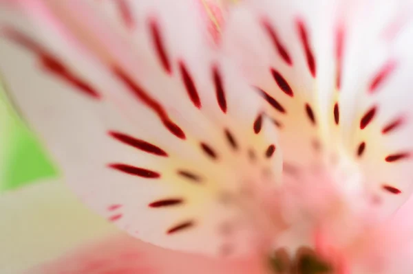 Цветочный фон с художественным размытием цветов альстромерии . — стоковое фото