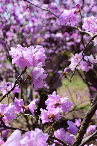 진달래 꽃의 봄 꽃 — 스톡 사진