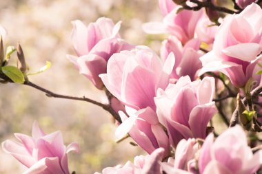 Manolya çiçekli bahar çiçek arka plan.