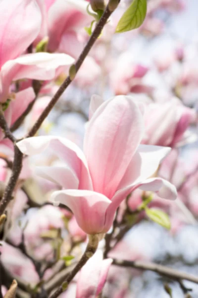 Lente bloemen achtergrond met artistieke vervagen magnolia bloemen. — Stockfoto