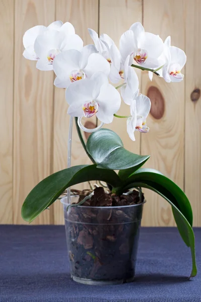 White orchid in pot — Stock Photo, Image