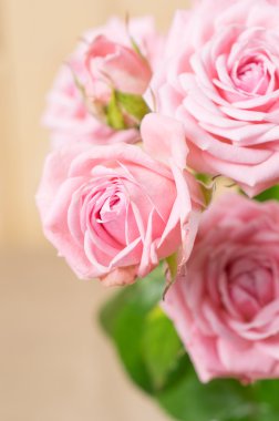 Kartpostal pembe Güllü