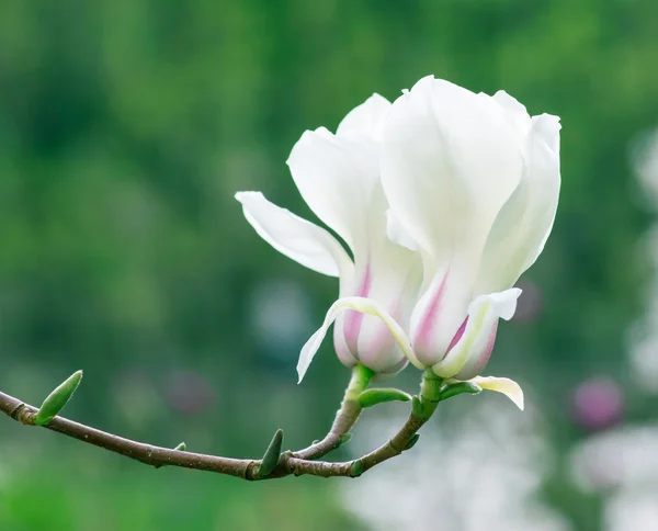 Magnolia blanche — Photo