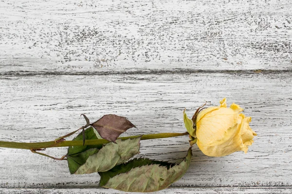 Suche róże na tle desek w stylu rustykalnym — Zdjęcie stockowe