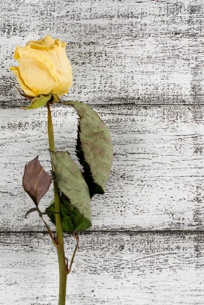 Roses sèches sur fond de planches de bois dans un style rustique — Photo