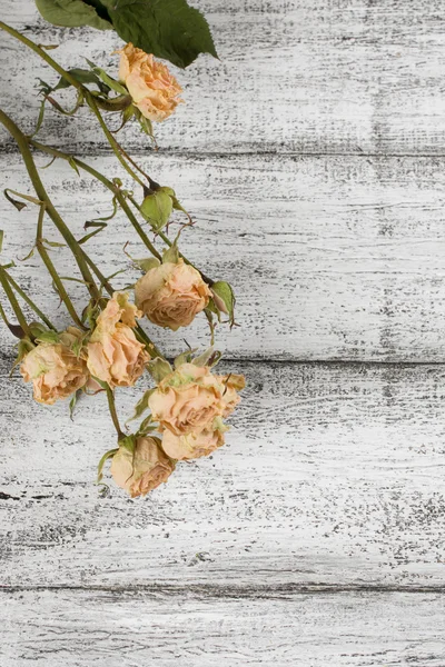 Rosas secas no fundo de pranchas de madeira em estilo rústico — Fotografia de Stock