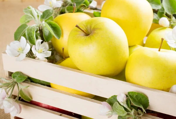 リンゴと木製の箱でリンゴの木の枝のある静物 — ストック写真