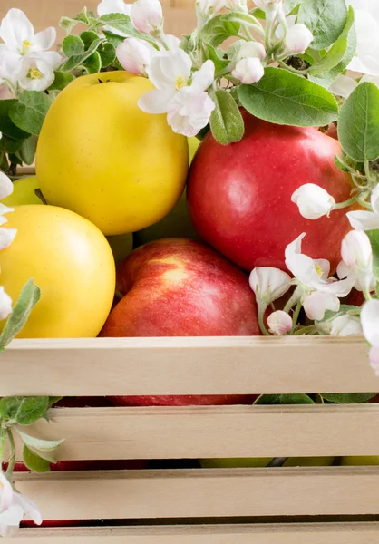 Stilleben med äpplen och kvist av äppelträd i trälåda — Stockfoto