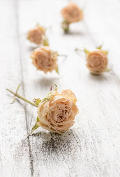 Rosas secas no fundo de tábuas de madeira escassas — Fotografia de Stock