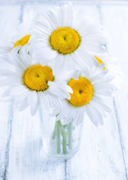 Bouquet de marguerites — Photo